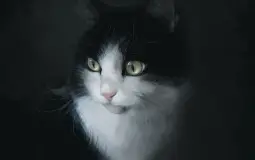 animaux trop choupi