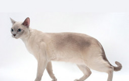 gato
