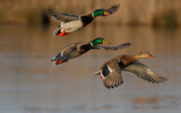 Duck Species