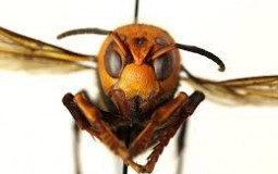 Insect tier list