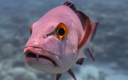 Ranking fish based how powerful they are