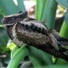 FOREGObarren Avatar