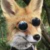 Kenzy Avatar