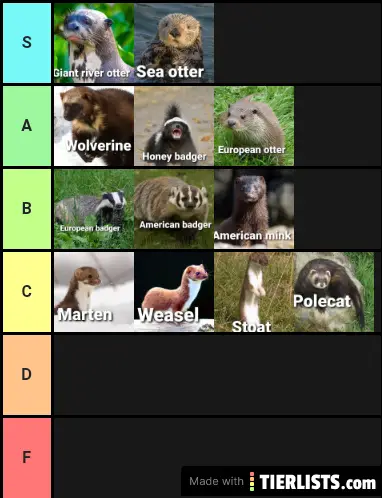 Mustelid tier list Tier List 