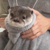 Otter STEEL Avatar