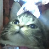 retoroke Avatar