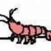 Shrimp Avatar